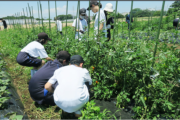 ミニトマトの収穫