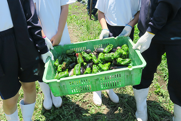 籠いっぱいのピーマンとナス