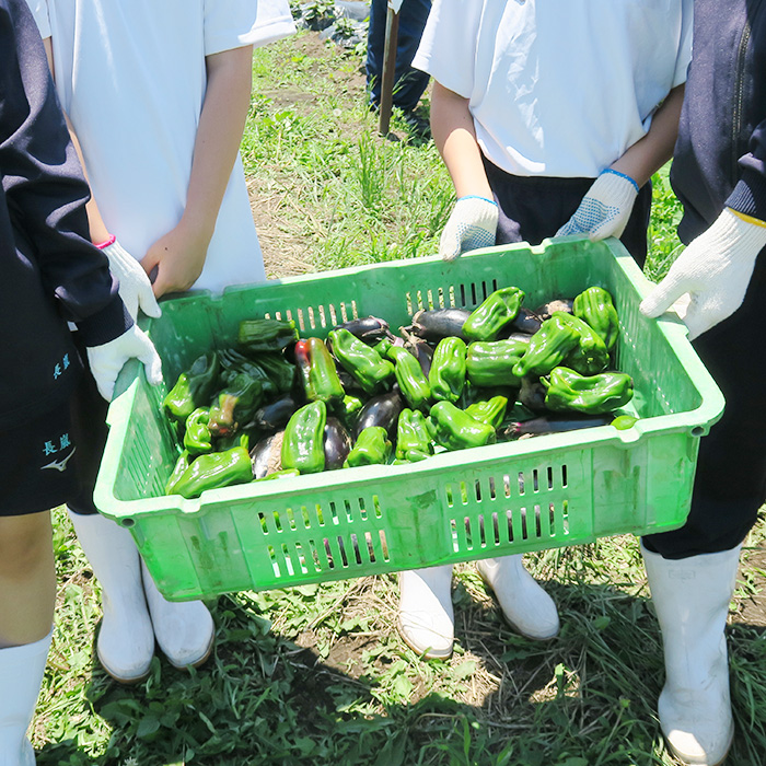 「自分たちで育てた野菜を収穫！中学1年生農場実習に密着【エデュスタッフ訪問記】」記事サムネイル